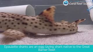 Epaulette Shark Development [upl. by Hamlet]