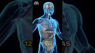 Los 12 Sistemas del Cuerpo Humano 🔥 medicina anatomia [upl. by Pierette]