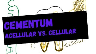 Cementum  acellular vs cellular cementum [upl. by Ennire337]