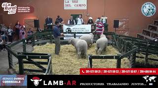 Jura Corriedale  Transmisión en vivo de Sociedad Rural Bahía Blanca 2024 [upl. by Anayaran637]