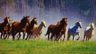 1 Hour Relax with WILD HORSES Mustang amp Music [upl. by Charmaine23]