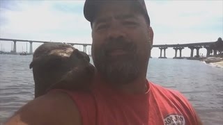 Friendly Seal Jumps on Fishermans Back Cuddles Up To Him and Wont Leave [upl. by Idnar]