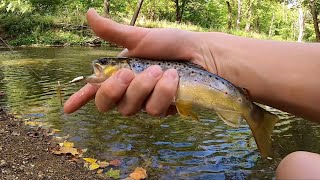 Brand New GOLDEN Spinner Catches Wild Trout [upl. by Amber]