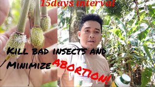 foliar fertilizer 15days intervals of spraying durian fruit durian farmersagriculture [upl. by Fayre788]