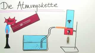 Die Atmung Atmungskette im Mitochondrium  Biologie  Der Mensch [upl. by Annohsal476]