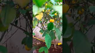 My natural lemon tree new season lemonsDoğal Limon Ağacım mygarden lemon natural [upl. by Ardy]