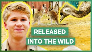 The Irwins Release 3 Kangaroos And An Emu Into The Wild  Crikey Its The Irwins [upl. by Jonas]