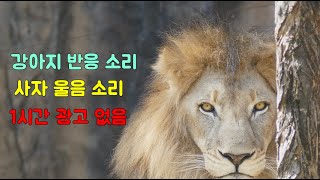 강아지 반응 소리 사자 울음 소리 1시간 광고 없음lion crying [upl. by Hally780]