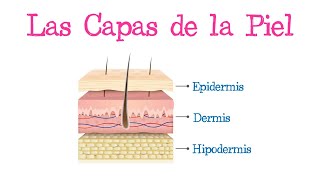 👋 Las Capas de la Piel 👋 Fácil y Rápido  BIOLOGÍA [upl. by Player]