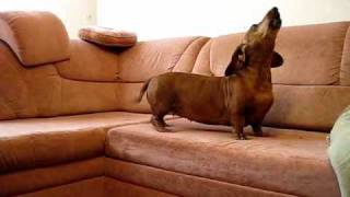 Dachshund song 2 [upl. by Jamin]