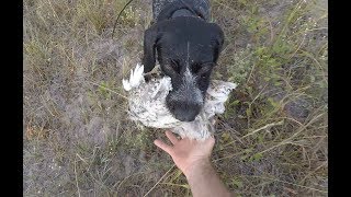 South Dakota Early Season Sharptail Grouse Hunt [upl. by Lucita]