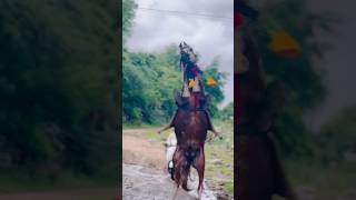 HORSE POWER 😱 KUDVA VALA GHODA 😱 GHODA NA SOKHIN 😍 KATHIYAVADI HORSE 🐴 horse [upl. by Carmelita]