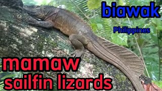 hunting sailfin lizards mamaw na biawak nahuli sa Philippinesoragonyumar tv [upl. by Selig971]