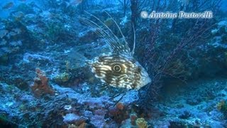 Plongée dans les calanques entre Cassis et Marseille [upl. by Aneala]