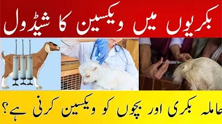 Vaccination Schedule in Goats  CCPP  PPR  ETV  Goat Farming Tips [upl. by Welbie]