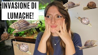 INVASIONE DI LUMACHE IN ACQUARIO Perchè Cosa fare 🐌 [upl. by Damahom]