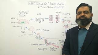 Basidiomycota Urdu Hindi medium profmasoodfuzail Life Cycle of Mushroom  Club Fungi [upl. by Eisdnil949]