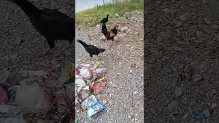 shortvideos chicken [upl. by Lleruj]