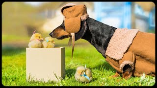 Are you ducklings Cute amp funny dachshund dog video [upl. by Lama]