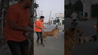 Bengal Tiger on Public Road  Nouman Hassan [upl. by Mortie]