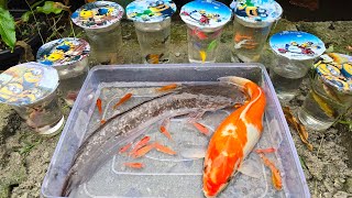 Unboxing Ikan Hias WarnaWarni Cupang Ikan Glofish Ikan lele Kurakura Ikan Koi Ikan Mas Koki [upl. by Ahsienot]