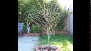 Pruning young nectarine tree [upl. by York]