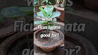 Benifits of Ficus Lyrata [upl. by Nnylharas]