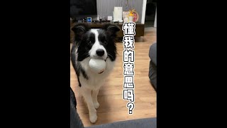 边牧和主人交流用眼神就够了—border collie Mia [upl. by Corvese]