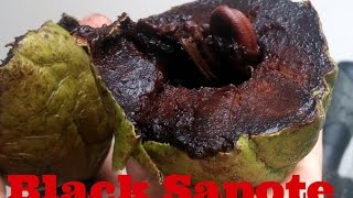 Chocolate Pudding Fruit Review Black Sapote  Weird Fruit Explorer Ep 129 [upl. by Airegin]