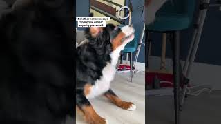 Bernese Mountain Dog saves owners lives [upl. by Calan]