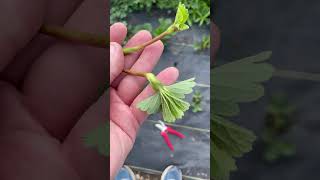 Removing runners on strawberry plants [upl. by Doykos]