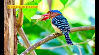 Banded Kingfisher 橫斑翡翠 [upl. by Duggan]