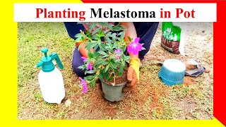 How To plant Melastoma flower in a pot [upl. by Winther589]