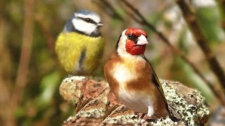 Videos and Sounds for Cats  Garden Birds Extravaganza [upl. by Notnil]