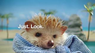 Risk Test Hedgehogs 60  Type 2 Diabetes Prevention  Ad Council [upl. by Nnod]