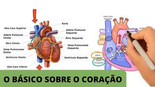 ANATOMIA E FISIOLOGIA CARDÍACA BÁSICA  O básico sobre o coração [upl. by Clarey786]