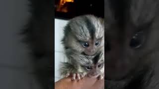 baby pygmy marmosets monkeys [upl. by Ahsekad]