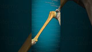 Explore The 3d Model Humerus Human Body [upl. by Niriam]