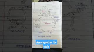 Ascomycetes life cycle [upl. by Bowler]