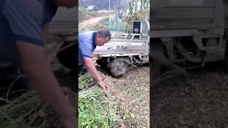 Peanut threshing process using tires [upl. by Agna]