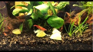 How to Feed Grapes to Shrimp and Otocinclus [upl. by Akimak566]