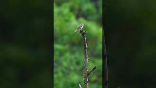 Plain Prinia birds wildbirds ytshorts nature wildlife wildbirdphotography [upl. by Yennaiv]