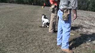 Pheasant Hunt Tower Shoot [upl. by Sumetra997]