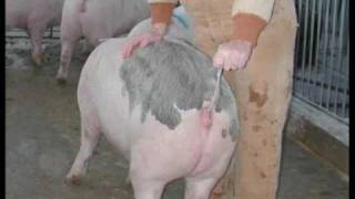 Swine Artificial Insemination Final [upl. by Ailegnave]