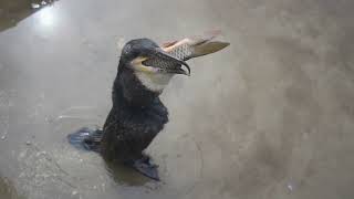 How does a cormorant swallow a big carp [upl. by Quinton672]