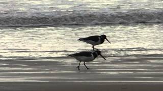 Oystercatchers [upl. by Akiras]