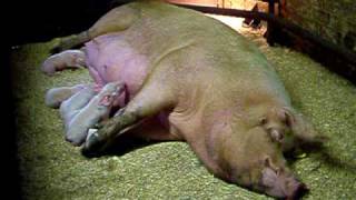 Babe the Large White Sow and her piglets at Abbey Farm [upl. by Nibor552]