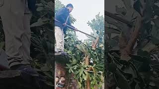 Cut tree fruiting fruit agriculture fruited agriculturefarming satisfying farming [upl. by Zaraf]