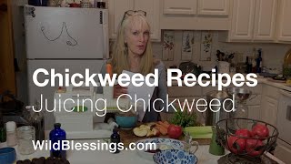 Chickweed Recipes  Juicing Chickweed [upl. by Lered]