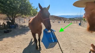 How I Taught My Horse to Hand Me a Bucket – Easy Steps to Try [upl. by Novar]